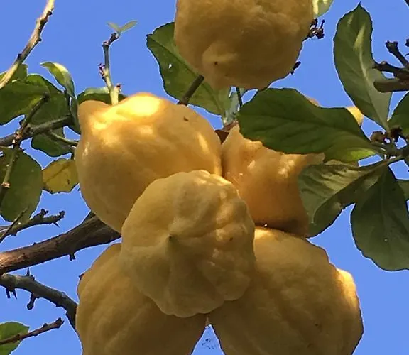 Poggio Aragosta & Hotel Casamicciola Terme
