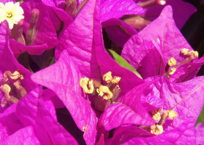 Hotel Poggio Aragosta & 4*